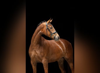 KWPN, Mare, 5 years, 16.3 hh, Chestnut