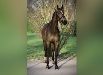 KWPN, Mare, 5 years, 16 hh, Bay-Dark