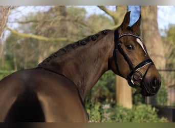 KWPN, Mare, 5 years, 16 hh, Bay-Dark
