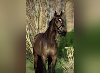 KWPN, Mare, 5 years, 16 hh, Bay-Dark