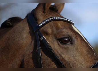 KWPN, Mare, 5 years, 16 hh, Bay-Dark