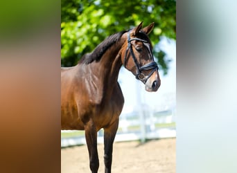 KWPN, Mare, 5 years, 16 hh, Bay-Dark