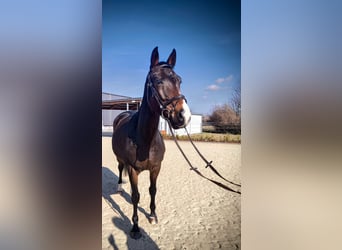 KWPN, Mare, 5 years, 16 hh, Bay-Dark