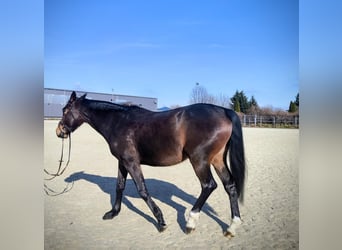 KWPN, Mare, 5 years, 16 hh, Bay-Dark