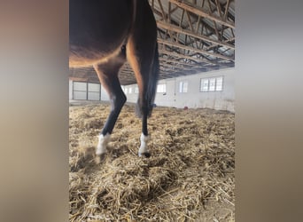 KWPN, Mare, 5 years, 16 hh, Bay-Dark