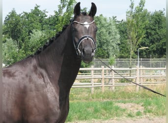 KWPN, Mare, 5 years, 16 hh, Black