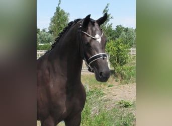 KWPN, Mare, 5 years, 16 hh, Black