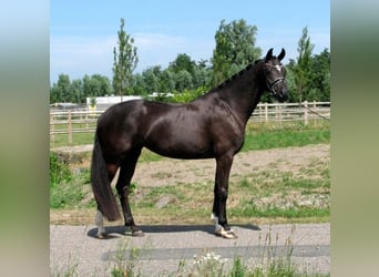 KWPN, Mare, 5 years, 16 hh, Black