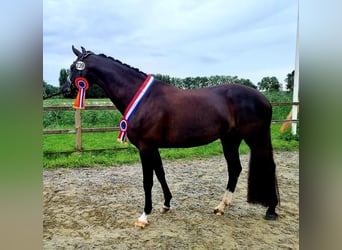 KWPN, Mare, 5 years, 16 hh, Black