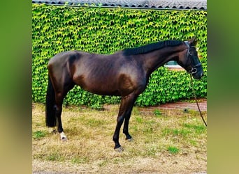 KWPN, Mare, 5 years, 16 hh, Black