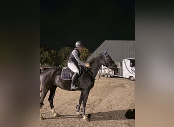 KWPN, Mare, 5 years, 16 hh, Black