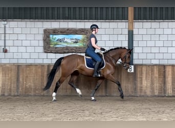 KWPN, Mare, 5 years, 16 hh, Brown
