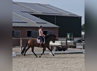KWPN, Mare, 5 years, 16 hh, Brown