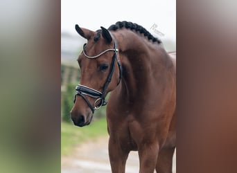 KWPN, Mare, 5 years, 16 hh, Brown-Light