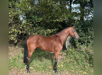 KWPN, Mare, 5 years, 16 hh, Brown
