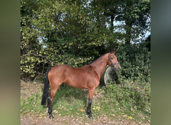 KWPN, Mare, 5 years, 16 hh, Brown