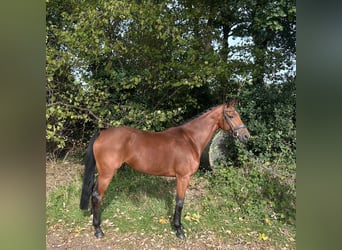 KWPN, Mare, 5 years, 16 hh, Brown