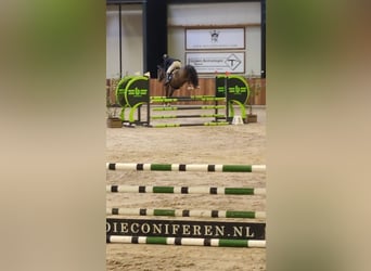 KWPN, Mare, 5 years, 16 hh, Brown