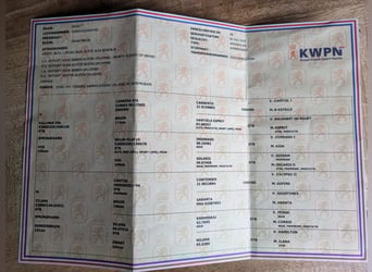 KWPN, Mare, 5 years, 16 hh, Brown