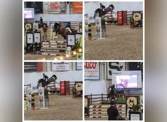 KWPN, Mare, 5 years, 16 hh, Brown