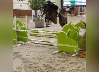 KWPN, Mare, 5 years, 16 hh, Brown