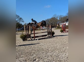 KWPN, Mare, 5 years, 16 hh, Brown