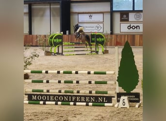 KWPN, Mare, 5 years, 16 hh, Brown