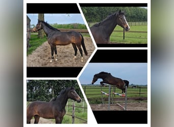 KWPN, Mare, 5 years, 16 hh, Brown