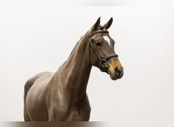 KWPN, Mare, 5 years, 16 hh, Brown