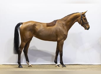 KWPN, Mare, 5 years, 16 hh, Brown