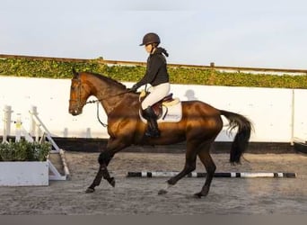 KWPN, Stute, 5 Jahre, 16 hh, Brauner