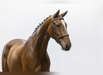 KWPN, Stute, 5 Jahre, 16 hh, Brauner