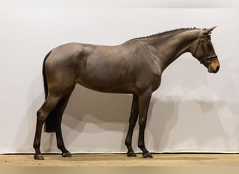 KWPN, Mare, 5 years, 16 hh, Brown