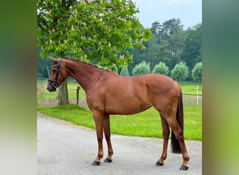 KWPN, Mare, 5 years, 16 hh, Chestnut-Red