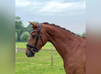 KWPN, Mare, 5 years, 16 hh, Chestnut-Red