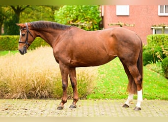 KWPN, Stute, 5 Jahre, 16 hh, Fuchs