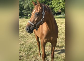 KWPN, Mare, 5 years, 16 hh, Chestnut-Red