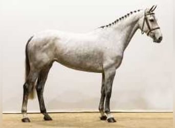 KWPN, Mare, 5 years, 16 hh, Gray