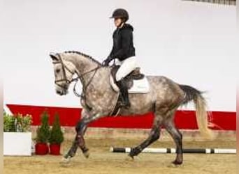 KWPN, Mare, 5 years, 16 hh, Gray