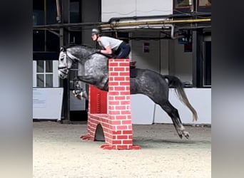 KWPN, Mare, 5 years, 16 hh, Grey