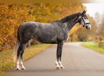 KWPN, Mare, 5 years, 16 hh, Grey