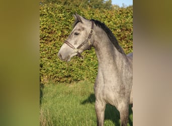 KWPN, Mare, 5 years, 16 hh, Grey