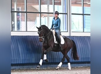 KWPN, Mare, 5 years, 16,1 hh, Bay-Dark