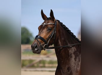 KWPN, Mare, 5 years, 16,1 hh, Bay-Dark