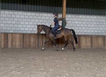 KWPN, Mare, 5 years, 16,1 hh, Bay-Dark