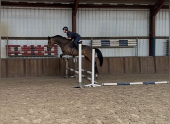 KWPN, Mare, 5 years, 16,1 hh, Bay-Dark