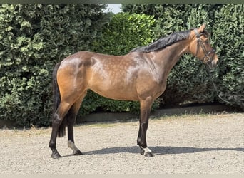 KWPN, Mare, 5 years, 16,1 hh, Bay-Dark