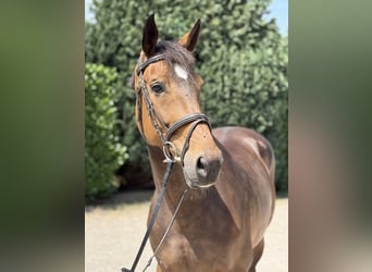KWPN, Mare, 5 years, 16,1 hh, Bay-Dark