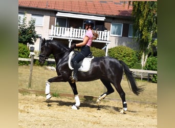 KWPN, Mare, 5 years, 16,1 hh, Black