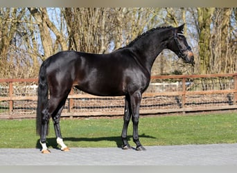 KWPN, Mare, 5 years, 16,1 hh, Black